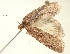  (Depressaria colossella - TLMF Lep 23487)  @11 [ ] CreativeCommons - Attribution Non-Commercial Share-Alike (2018) Peter Buchner Tiroler Landesmuseum
