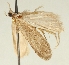  (Depressaria varzobella - TLMF Lep 23489)  @11 [ ] CreativeCommons - Attribution Non-Commercial Share-Alike (2018) Peter Buchner Tiroler Landesmuseum