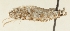  (Exaeretia niviferella - TLMF Lep 23494)  @11 [ ] CreativeCommons - Attribution Non-Commercial Share-Alike (2018) Peter Buchner Tiroler Landesmuseum