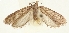  (Depressaria filipjevi - TLMF Lep 23506)  @11 [ ] CreativeCommons - Attribution Non-Commercial Share-Alike (2018) Peter Buchner Tiroler Landesmuseum