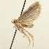  (Depressaria falkovitshi - TLMF Lep 23510)  @11 [ ] CreativeCommons - Attribution Non-Commercial Share-Alike (2018) Peter Buchner Tiroler Landesmuseum