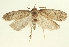  (Exaeretia sutschanensis - TLMF Lep 23522)  @11 [ ] CreativeCommons - Attribution Non-Commercial Share-Alike (2018) Peter Buchner Tiroler Landesmuseum