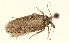  (Exaeretia kozhantshikovi - TLMF Lep 23530)  @11 [ ] CreativeCommons - Attribution Non-Commercial Share-Alike (2018) Peter Buchner Tiroler Landesmuseum