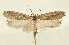  (Depressaria zapryagaevi - TLMF Lep 23552)  @11 [ ] CreativeCommons - Attribution Non-Commercial Share-Alike (2018) Peter Buchner Tiroler Landesmuseum