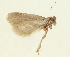  (Depressaria khorogella - TLMF Lep 23555)  @11 [ ] CreativeCommons - Attribution Non-Commercial Share-Alike (2018) Peter Buchner Tiroler Landesmuseum