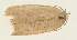  ( - TLMF Lep 23566)  @11 [ ] CreativeCommons - Attribution Non-Commercial Share-Alike (2018) Peter Buchner Tiroler Landesmuseum