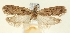  ( - TLMF Lep 23597)  @11 [ ] CreativeCommons - Attribution Non-Commercial Share-Alike (2018) Peter Buchner Tiroler Landesmuseum