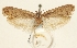  ( - TLMF Lep 23598)  @11 [ ] CreativeCommons - Attribution Non-Commercial Share-Alike (2018) Peter Buchner Tiroler Landesmuseum