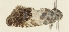  ( - TLMF Lep 25900)  @11 [ ] CreativeCommons - Attribution Non-Commercial Share-Alike (2018) Peter Buchner Tiroler Landesmuseum