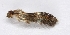  ( - TLMF Lep 25991)  @11 [ ] CreativeCommons - Attribution Non-Commercial Share-Alike (2018) Peter Buchner Tiroler Landesmuseum