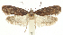  ( - TLMF Lep 26029)  @13 [ ] CreativeCommons - Attribution Non-Commercial Share-Alike (2019) Peter Buchner Tiroler Landesmuseum