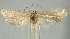  ( - TLMF Lep 26079)  @11 [ ] CreativeCommons - Attribution Non-Commercial Share-Alike (2019) Peter Buchner Tiroler Landesmuseum
