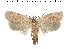  ( - TLMF Lep 26141)  @11 [ ] CreativeCommons - Attribution Non-Commercial Share-Alike (2019) Peter Buchner Tiroler Landesmuseum