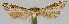  ( - TLMF Lep 26199)  @11 [ ] CreativeCommons - Attribution Non-Commercial Share-Alike (2019) Peter Buchner Tiroler Landesmuseum