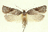  ( - TLMF Lep 26200)  @11 [ ] CreativeCommons - Attribution Non-Commercial Share-Alike (2019) Peter Buchner Tiroler Landesmuseum