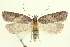 ( - TLMF Lep 26202)  @11 [ ] CreativeCommons - Attribution Non-Commercial Share-Alike (2019) Peter Buchner Tiroler Landesmuseum