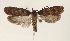  ( - TLMF Lep 26282)  @11 [ ] CreativeCommons - Attribution Non-Commercial Share-Alike (2018) Peter Buchner Tiroler Landesmuseum