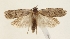  ( - TLMF Lep 26307)  @11 [ ] CreativeCommons - Attribution Non-Commercial Share-Alike (2018) Peter Buchner Tiroler Landesmuseum