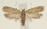  ( - TLMF Lep 26328)  @11 [ ] CreativeCommons - Attribution Non-Commercial Share-Alike (2018) Peter Buchner Tiroler Landesmuseum