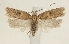  ( - TLMF Lep 26332)  @11 [ ] CreativeCommons - Attribution Non-Commercial Share-Alike (2018) Peter Buchner Tiroler Landesmuseum