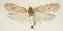  ( - TLMF Lep 26333)  @11 [ ] CreativeCommons - Attribution Non-Commercial Share-Alike (2018) Peter Buchner Tiroler Landesmuseum