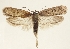  ( - TLMF Lep 26367)  @11 [ ] CreativeCommons - Attribution Non-Commercial Share-Alike (2018) Peter Buchner Tiroler Landesmuseum