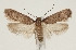  (Depressaria peregrinella - TLMF Lep 26370)  @14 [ ] CreativeCommons - Attribution Non-Commercial Share-Alike (2018) Peter Buchner Tiroler Landesmuseum
