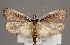  (Depressaria dictamnella - TLMF Lep 04853)  @14 [ ] CreativeCommons - Attribution Non-Commercial Share-Alike (2011) Peter Huemer Tiroler Landesmuseum Ferdinandeum