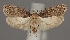  (Depressaria hofmanni - TLMF Lep 04951)  @15 [ ] CreativeCommons - Attribution Non-Commercial Share-Alike (2011) Peter Huemer Tiroler Landesmuseum Ferdinandeum