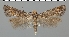 (Apodia bifractella - TLMF Lep 07035)  @14 [ ] CreativeCommons - Attribution Non-Commercial Share-Alike (2012) Peter Huemer Tiroler Landesmuseum Ferdinandeum