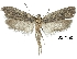  (Depressaria radiella - TLMF Lep 17672)  @15 [ ] CreativeCommons - Attribution Non-Commercial Share-Alike (2015) Peter Buchner Tiroler Landesmuseum Ferdinandeum