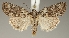  (Bryophila ereptricula - TLMF Lep 17743)  @14 [ ] CreativeCommons - Attribution Non-Commercial Share-Alike (2015) Peter Buchner Tiroler Landesmuseum Ferdinandeum