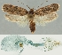  (Depressaria parahofmanni - TLMF Lep 19019)  @14 [ ] CreativeCommons - Attribution Non-Commercial Share-Alike (2016) Peter Buchner Tiroler Landesmuseum