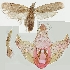  (Depressaria macrotrichella - TLMF Lep 19105)  @13 [ ] CreativeCommons - Attribution Non-Commercial Share-Alike (2016) Peter Huemer Tiroler Landesmuseum
