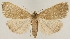  (Simplicia rectalis - TLMF Lep 19138)  @14 [ ] CreativeCommons - Attribution Non-Commercial Share-Alike (2016) Peter Huemer Tiroler Landesmuseum