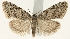  (Nola cicatricalis - TLMF Lep 19144)  @14 [ ] CreativeCommons - Attribution Non-Commercial Share-Alike (2016) Peter Huemer Tiroler Landesmuseum