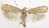  (Depressaria albarracinella - TLMF Lep 19150)  @15 [ ] CreativeCommons - Attribution Non-Commercial Share-Alike (2016) Peter Huemer Tiroler Landesmuseum