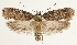  (Depressaria douglasella - TLMF Lep 19178)  @15 [ ] CreativeCommons - Attribution Non-Commercial Share-Alike (2016) Peter Huemer Tiroler Landesmuseum