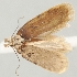  (Depressaria galinae - TLMF Lep 19187)  @14 [ ] CreativeCommons - Attribution Non-Commercial Share-Alike (2016) Peter Huemer Tiroler Landesmuseum