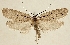  (Depressaria hystricella - TLMF Lep 19227)  @14 [ ] CreativeCommons - Attribution Non-Commercial Share-Alike (2016) Peter Buchner Tiroler Landesmuseum
