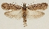  (Depressaria fuscovirgatella - TLMF Lep 19236)  @15 [ ] CreativeCommons - Attribution Non-Commercial Share-Alike (2016) Peter Buchner Tiroler Landesmuseum