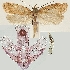  (Exaeretia amurella - TLMF Lep 19241)  @14 [ ] CreativeCommons - Attribution Non-Commercial Share-Alike (2016) Peter Buchner Tiroler Landesmuseum