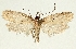  (Exaeretia praeustella - TLMF Lep 19246)  @14 [ ] CreativeCommons - Attribution Non-Commercial Share-Alike (2016) Peter Buchner Tiroler Landesmuseum