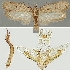  (Depressaria subhirtipalpis - TLMF Lep 19261)  @14 [ ] CreativeCommons - Attribution Non-Commercial Share-Alike (2016) Peter Buchner Tiroler Landesmuseum