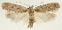  (Depressaria gallicella - BC TLMF Lep 19319)  @14 [ ] CreativeCommons - Attribution Non-Commercial Share-Alike (2016) Peter Huemer Tiroler Landesmuseum