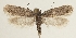  (Depressaria absynthiella - BC TLMF Lep 19333)  @14 [ ] CreativeCommons - Attribution Non-Commercial Share-Alike (2016) Peter Huemer Tiroler Landesmuseum