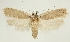  (Depressaria moranella - BC TLMF Lep 19343)  @14 [ ] CreativeCommons - Attribution Non-Commercial Share-Alike (2016) Peter Huemer Tiroler Landesmuseum