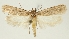  (Depressaria ruticola - BC TLMF Lep 19346)  @14 [ ] CreativeCommons - Attribution Non-Commercial Share-Alike (2016) Peter Huemer Tiroler Landesmuseum