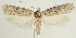  (Exaeretia fuscicostella - BC TLMF Lep 19347)  @14 [ ] CreativeCommons - Attribution Non-Commercial Share-Alike (2016) Peter Huemer Tiroler Landesmuseum