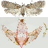  ( - BC TLMF Lep 19355)  @12 [ ] CreativeCommons - Attribution Non-Commercial Share-Alike (2016) Peter Buchner Tiroler Landesmuseum